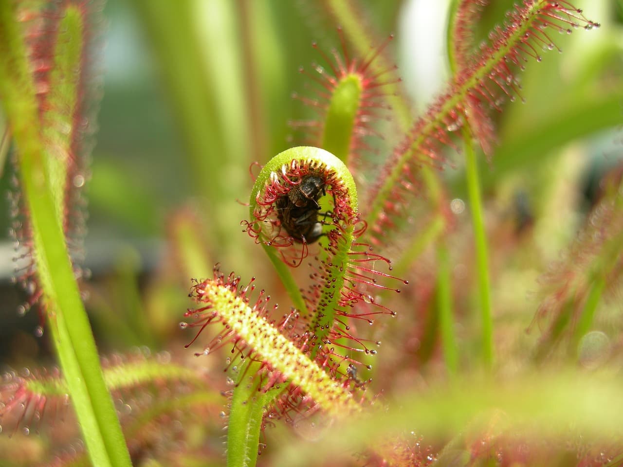 droseras