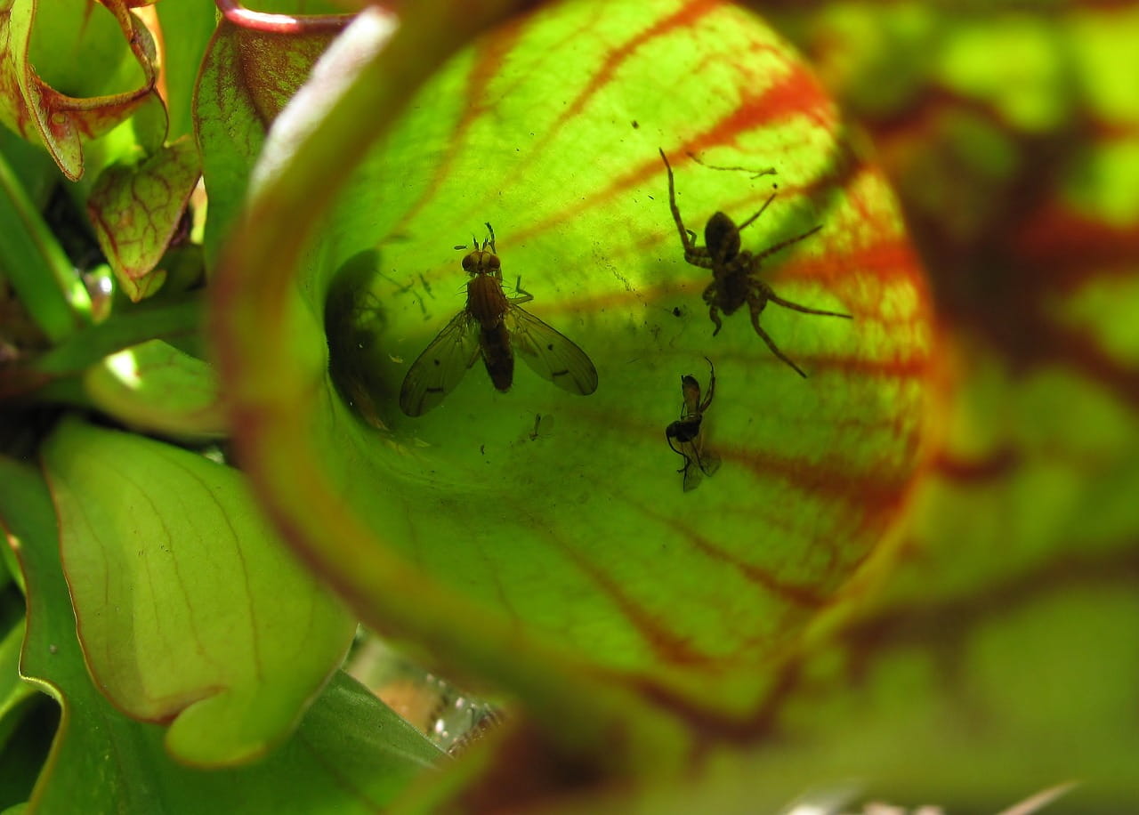 alimento de planta carnivora