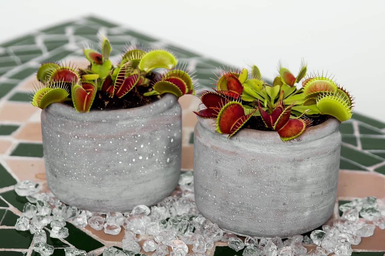 plantas carnívoras