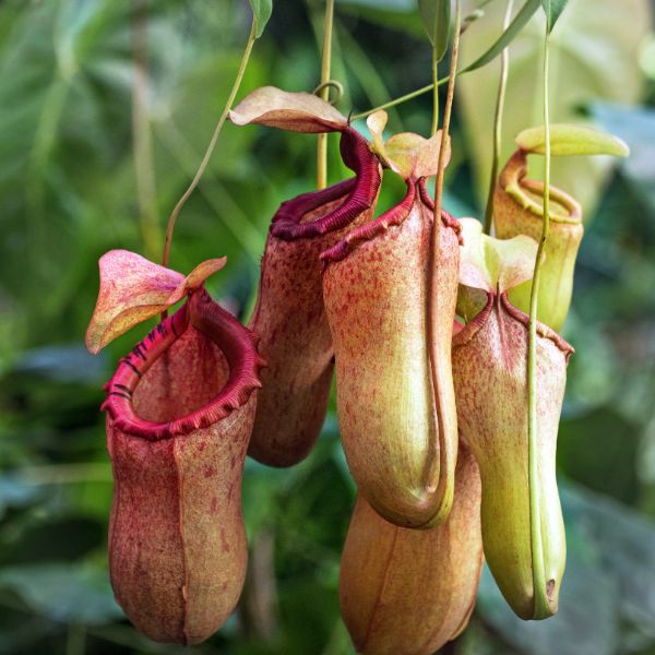 plantas jarras