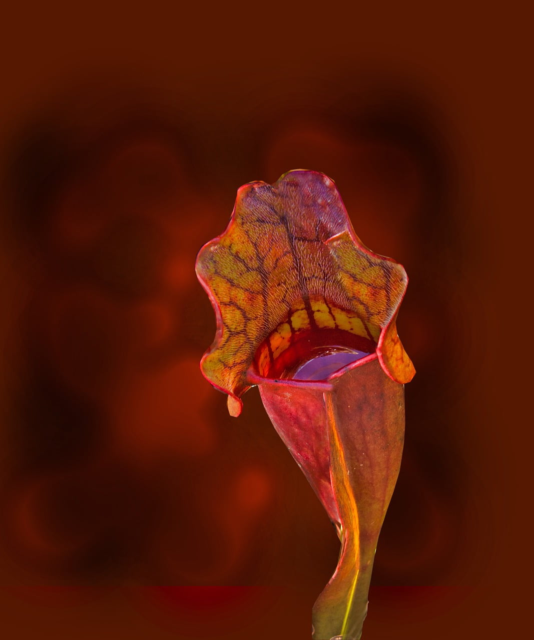 planta jarra