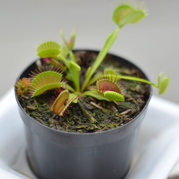 venus atrapamosca