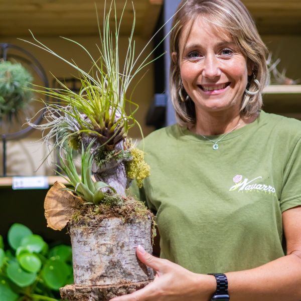 plantas aereas en arbol