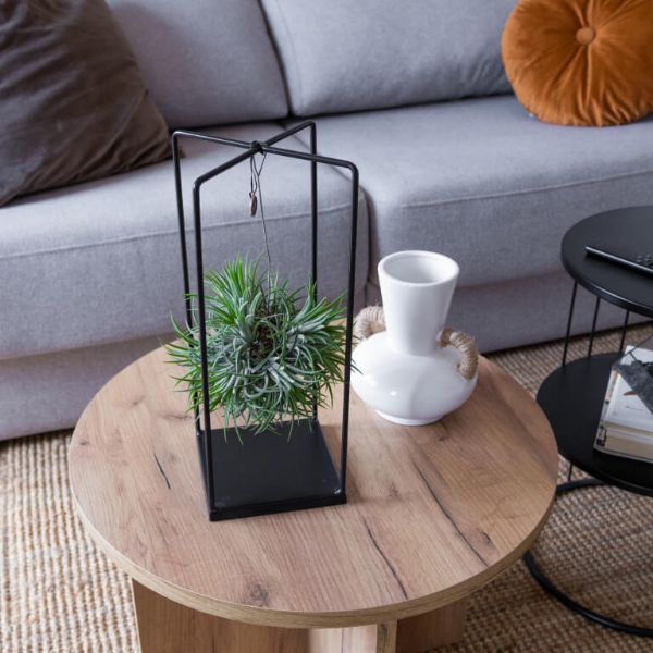 plantas de aire 