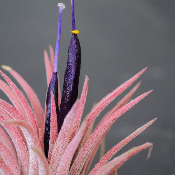 planta de aire rosa