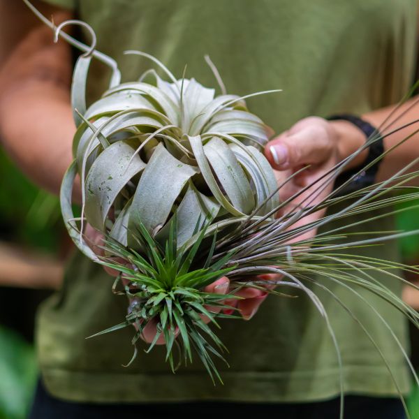 tipo de planta de aire