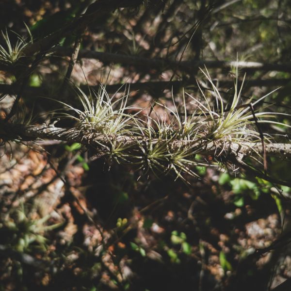 plantas aereas en bosque