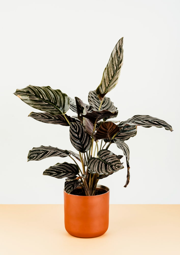 calathea Calathea en hogar