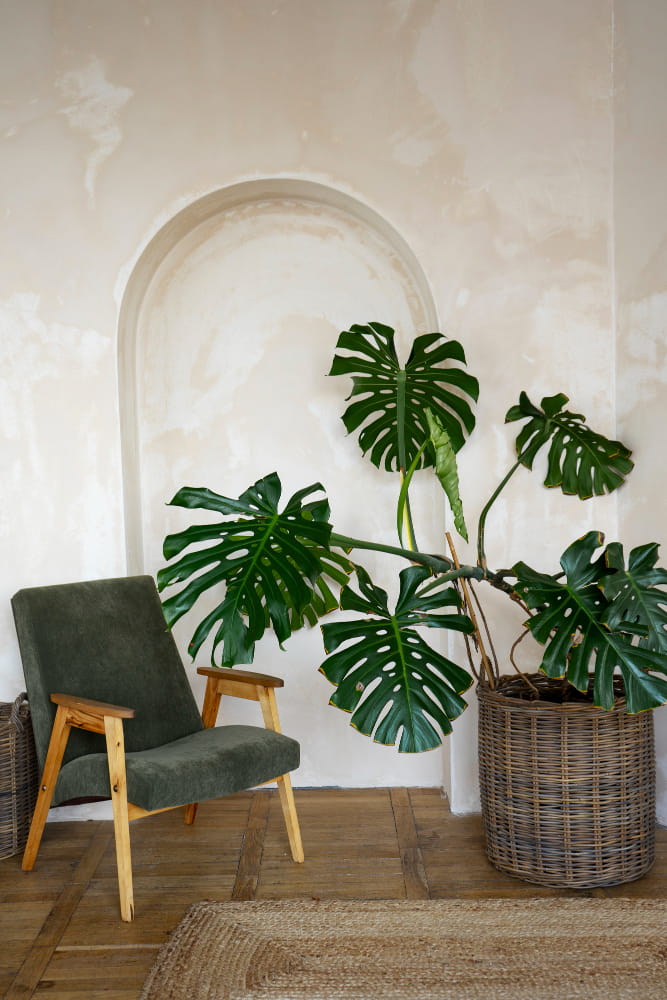 planta monstera monstera en hogar