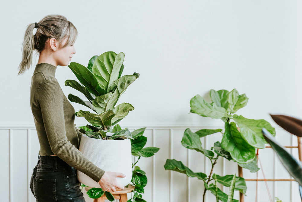 ficus para decorar hogar mujer sosteniendo planta ficus