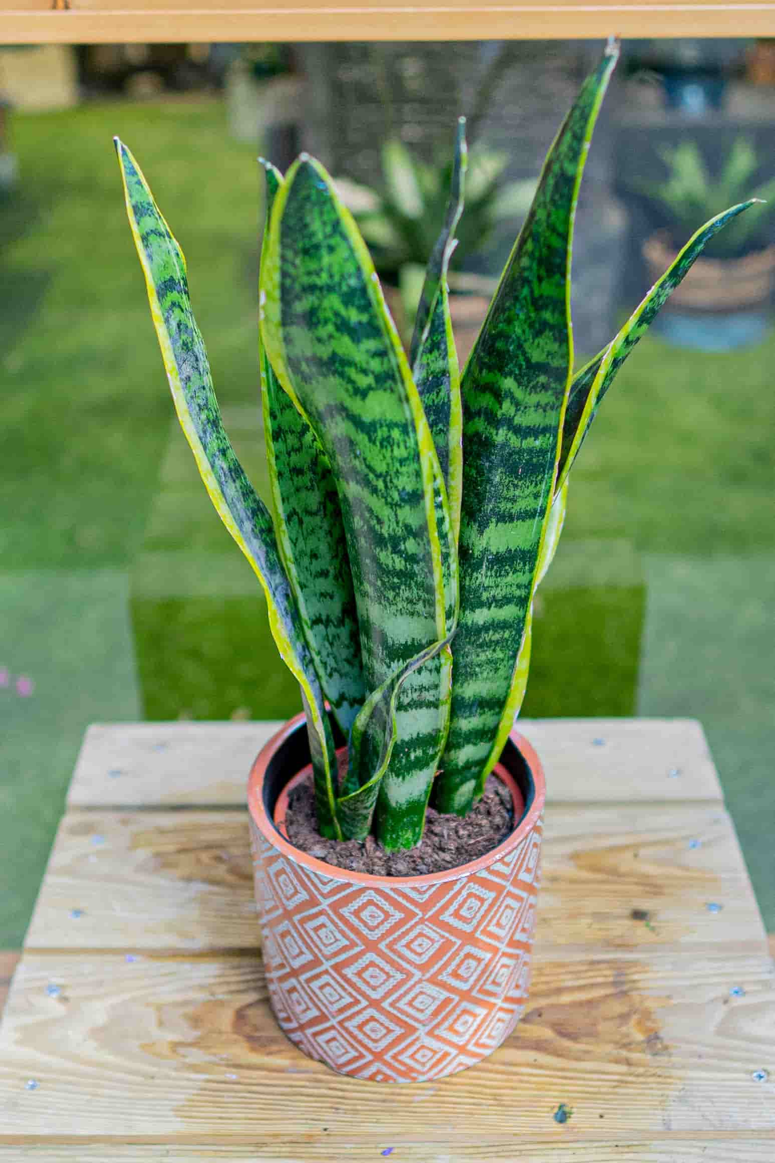 sansevieria sansevieria