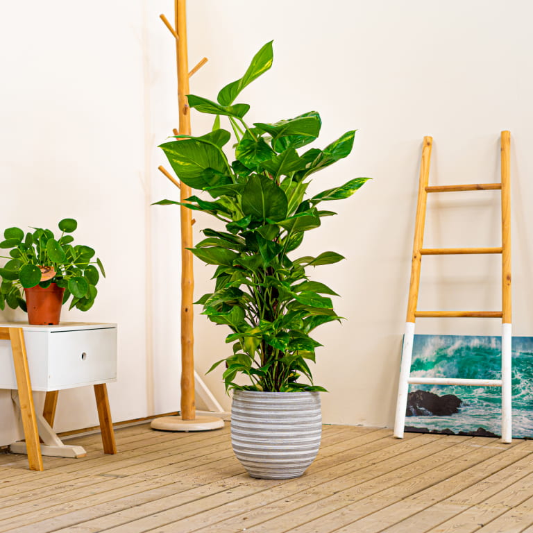 pothos tutor pothos para decorar tu rincon