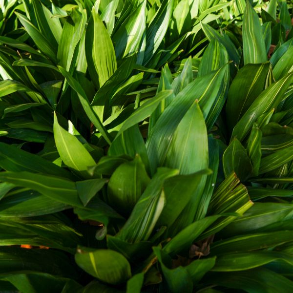 planta verde aspidistra