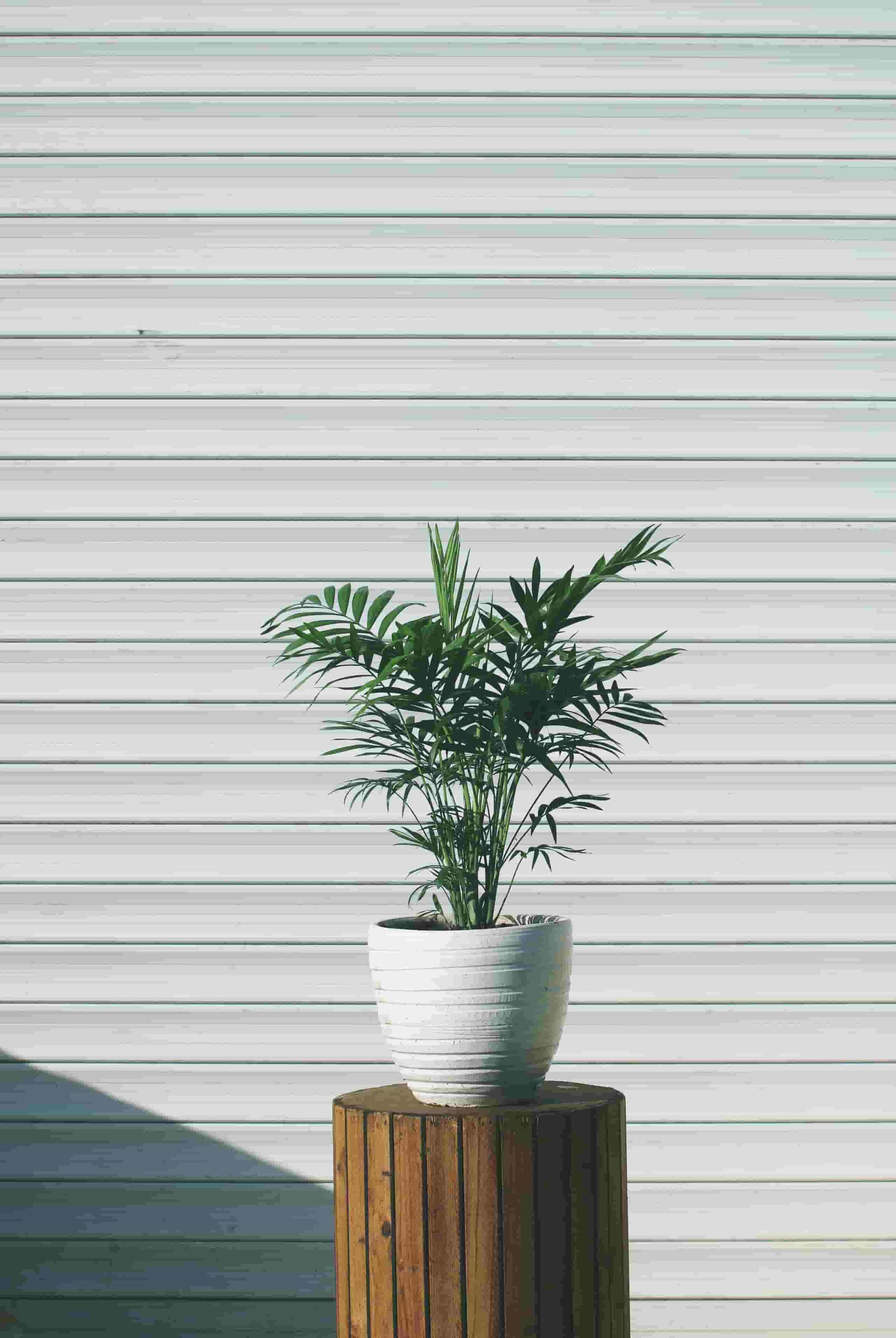 planta de poca agua planta de poco cuidado