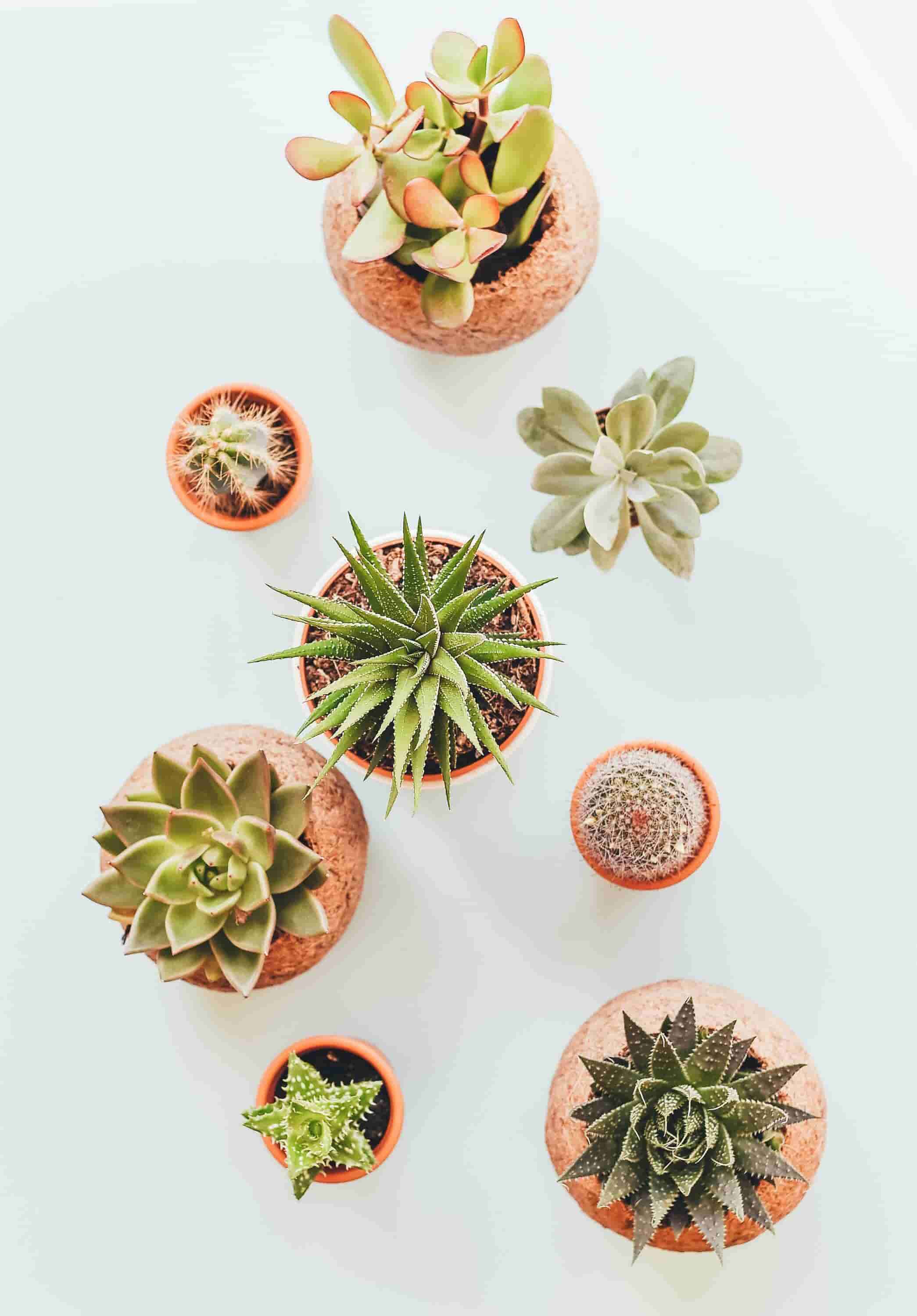 plantas resistentes a sequia cactus y suculentas
