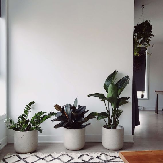 plantas para decorar plantas de interior