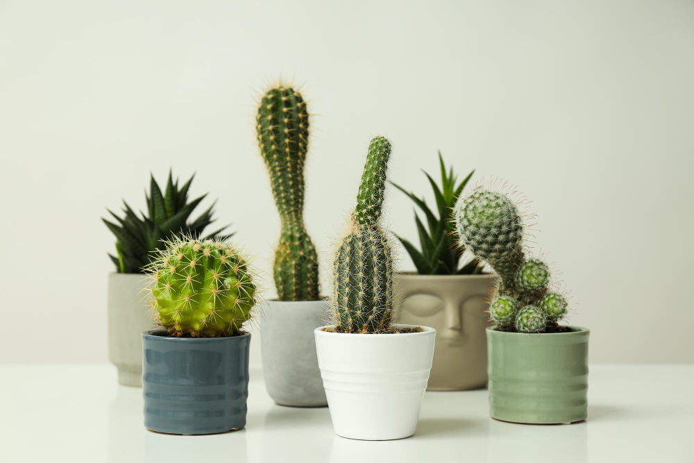 cactus para rincones chicos cactus para tu escritorio