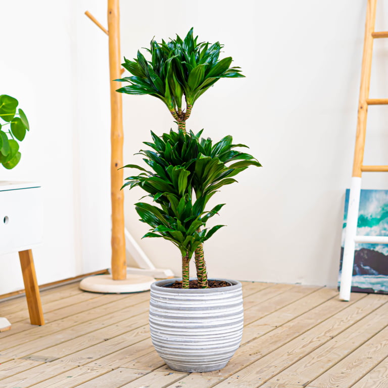 dracaena para el trabajo dracaena compacta