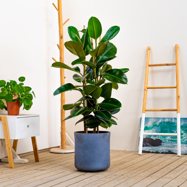 ficus ficus para el trabajo