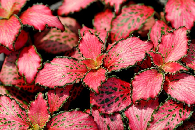 fitonia para escritorio fitonia color roja