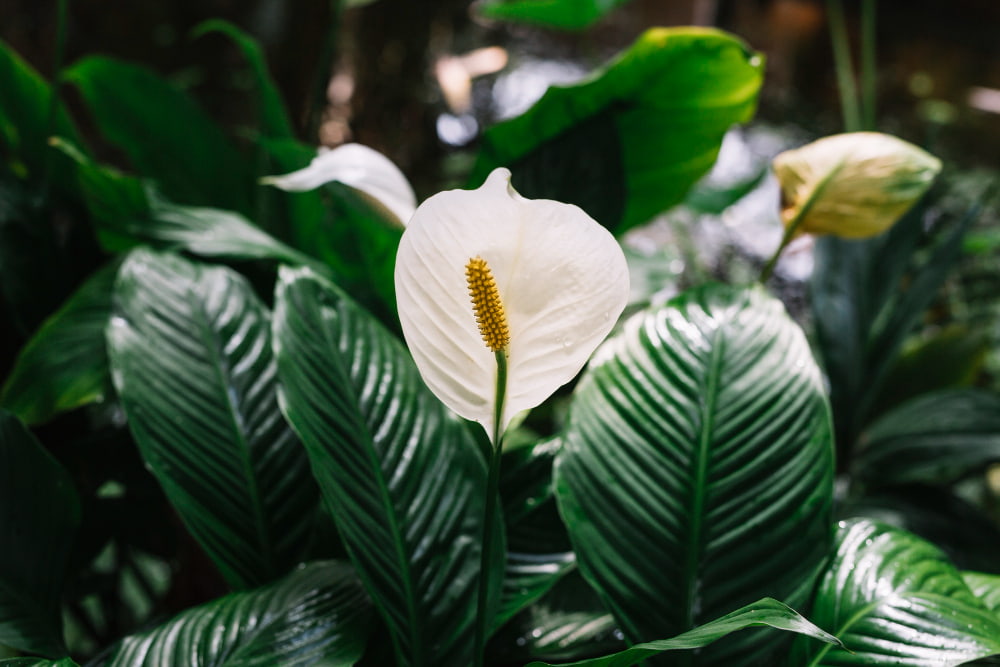 spathiphyllum para la oficina spathiphyllum color blanco
