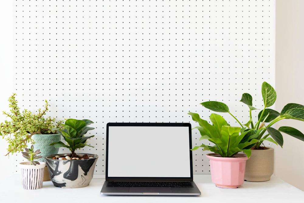 plantas para la oficina mejores plantas para oficina