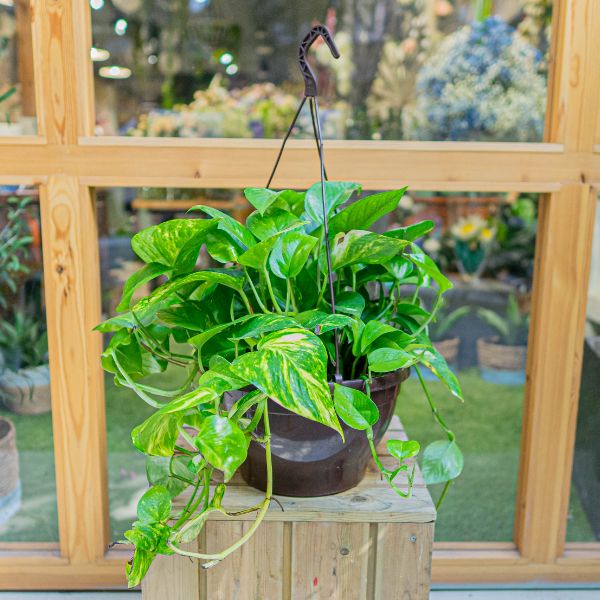 pothos para tu rincon pothos colgante