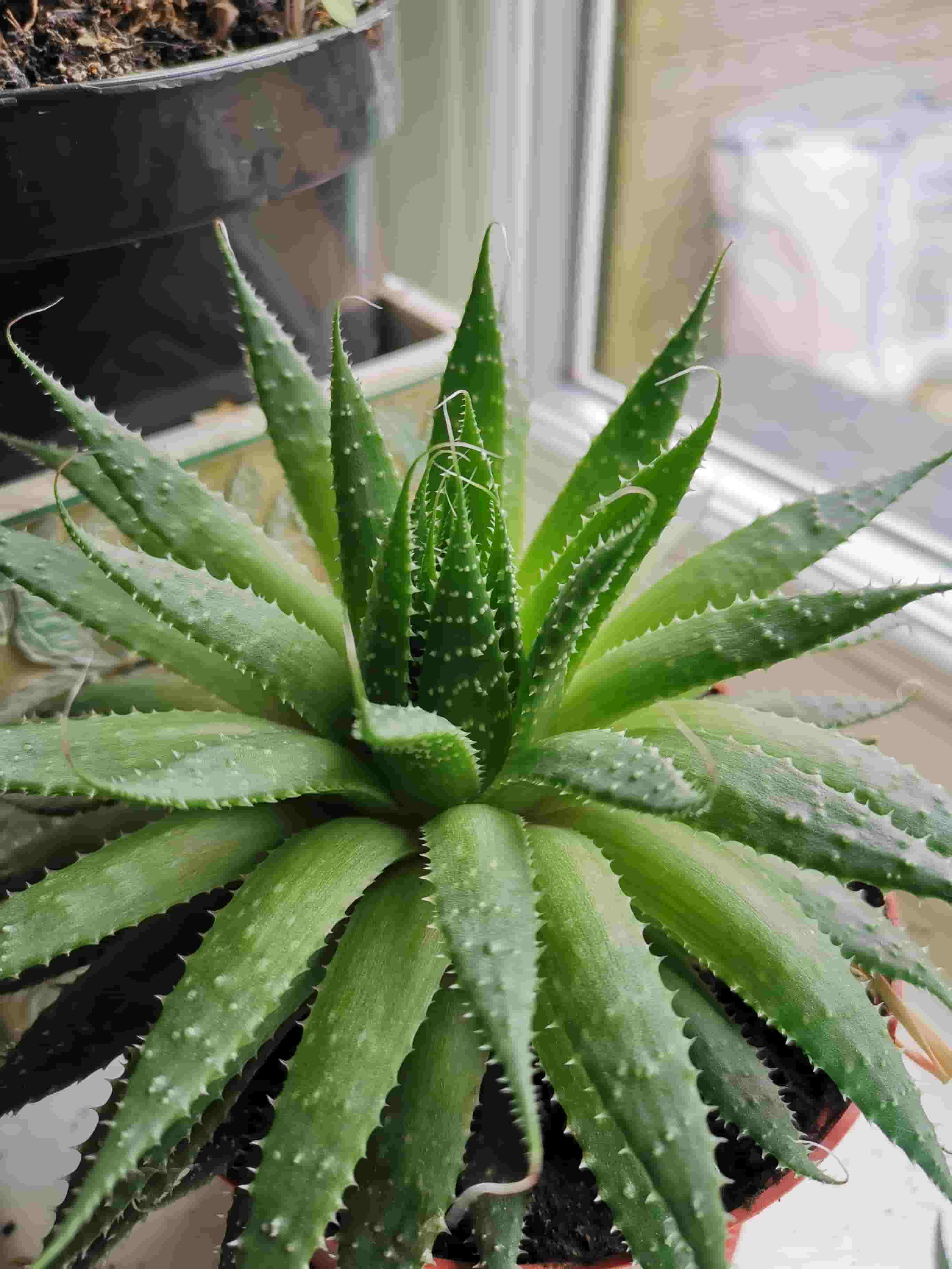 aloe vera con beneficios aloe vera