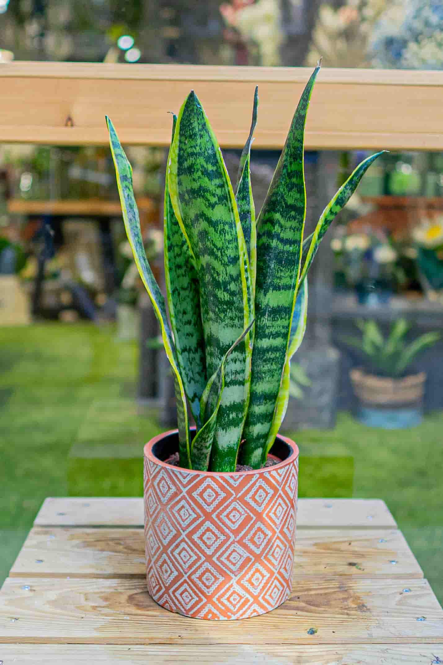 planta interior que reduce el calor sansevieria planta interior