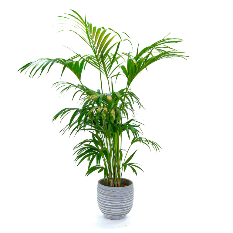 kentia kentia planta que refresca