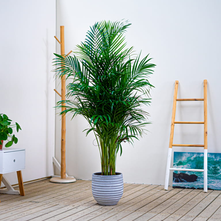 Areca planta interior Palma de bambú