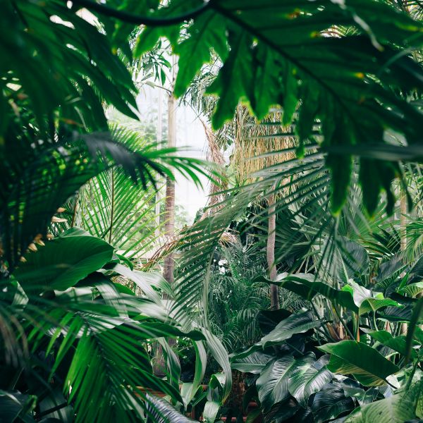 plantas exteriores plantas exteriores que purifican el aire