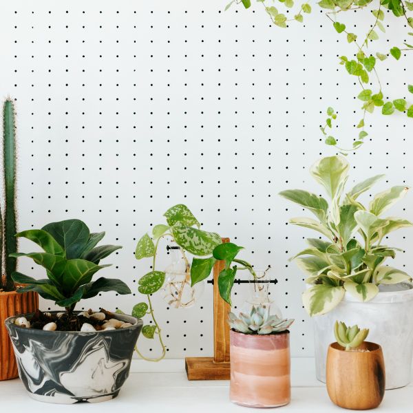plantas de interior que disminuyen el calor Plantas que absorven calor