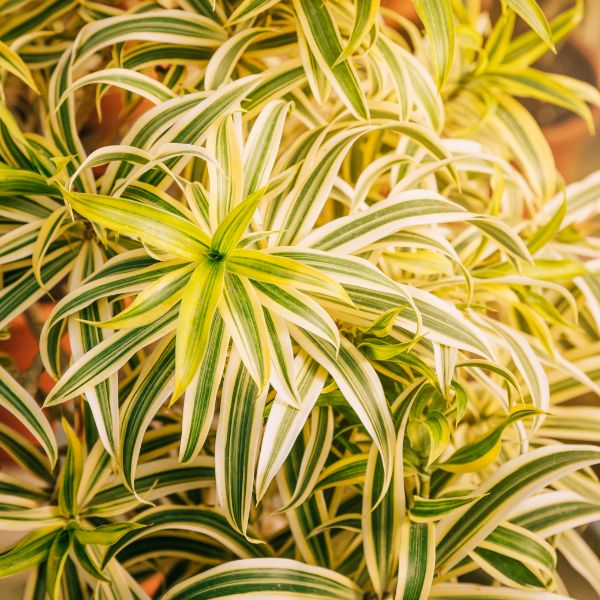 Cinta planta colgante Cinta planta