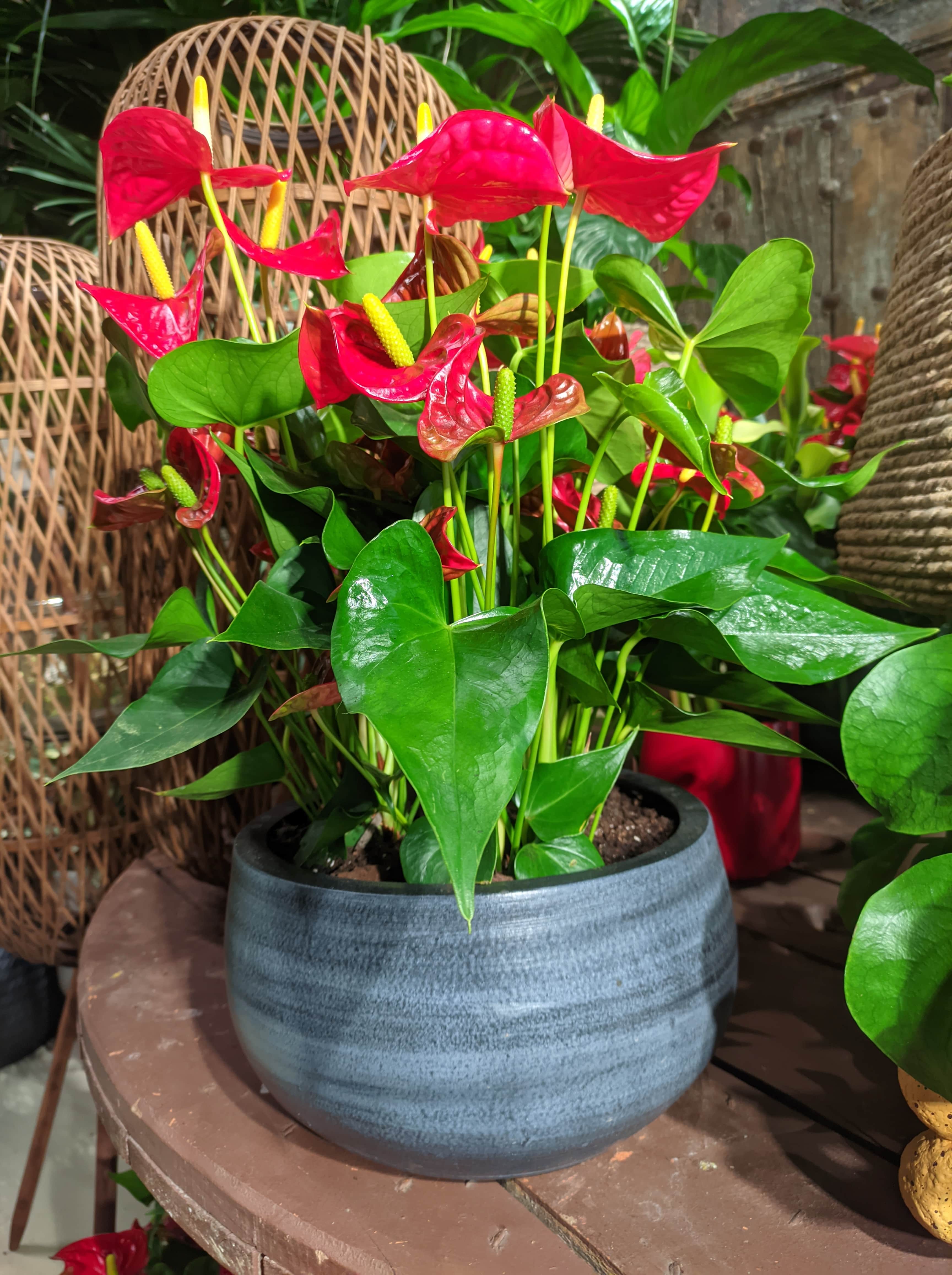 Flor del amor Anturio rojo