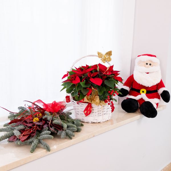 poinsettia flor de diciembre flor del mes de diciembre poinsettia