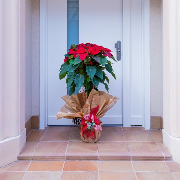 enla entrada de tu casa planta de navidad poinsettia en la puerta de una casa