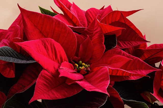poinsettia de color roja poinsettia roja