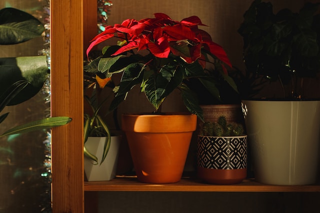 poinsettia en estante cuidados de poinsettia