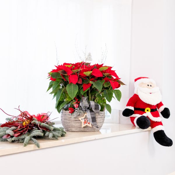 planta de navidad con arbol planta de navidad