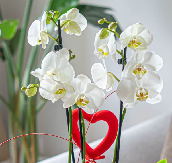 Orquídea blancas Orquídea San Valentin