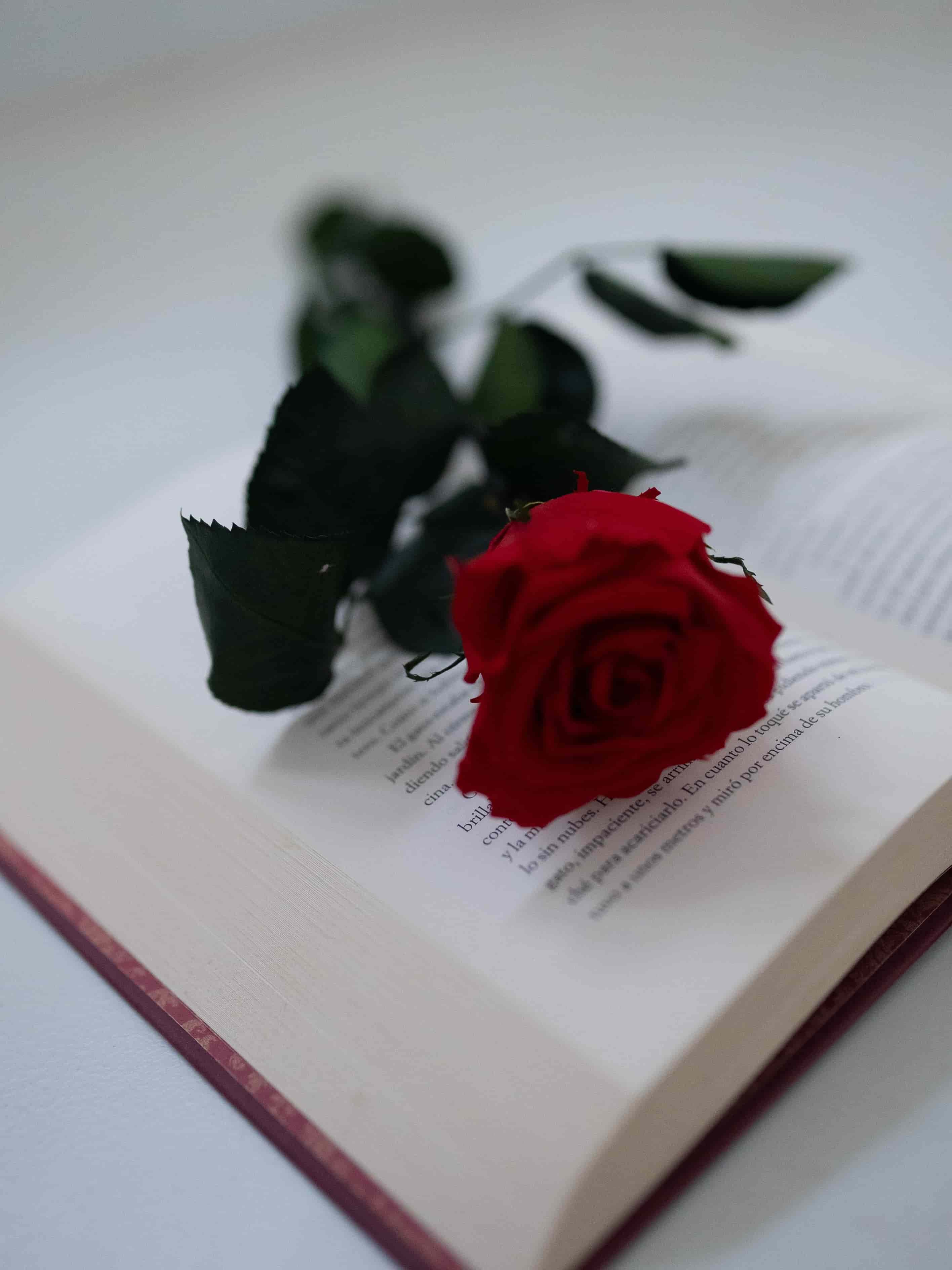 Sant Jordi libros y rosas Rosa y libro Sant Jordi