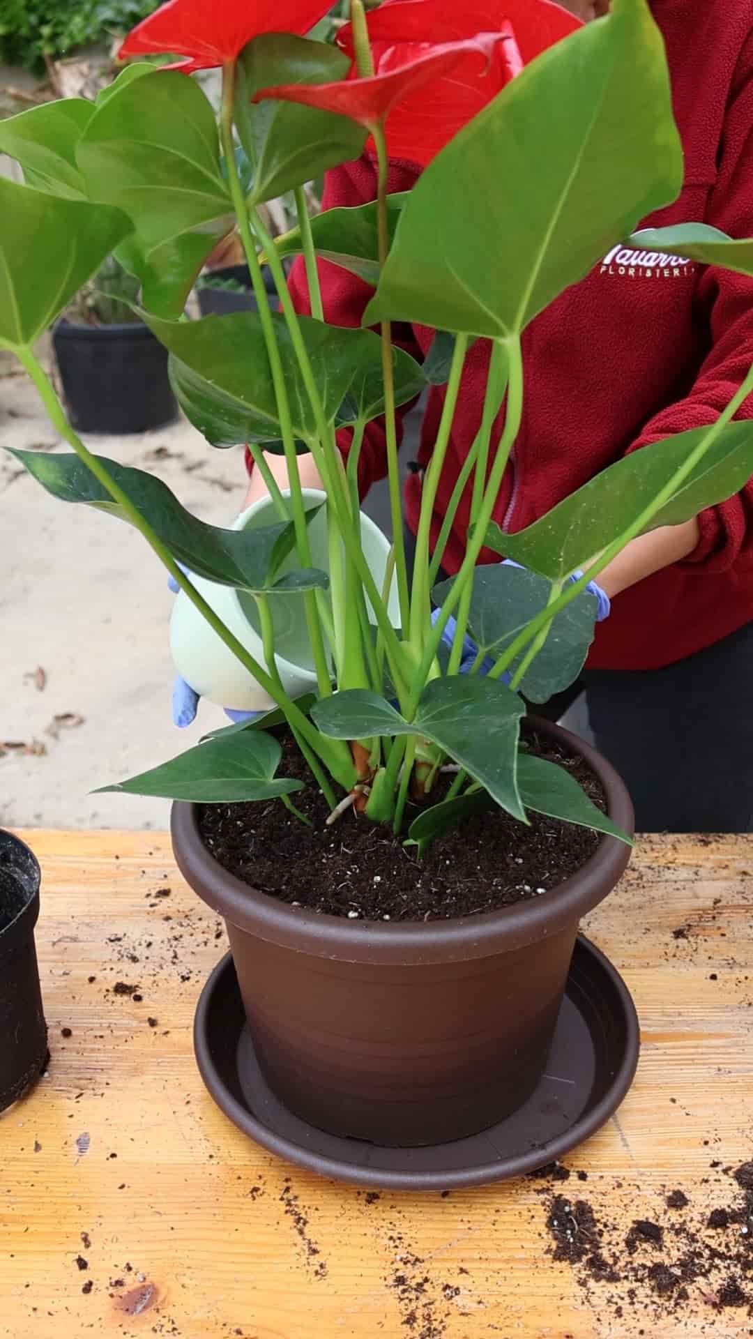regar planta