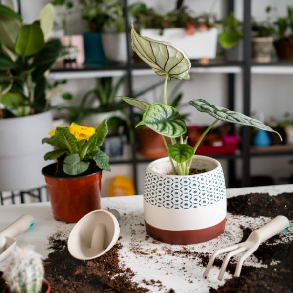 trasplantar plantas