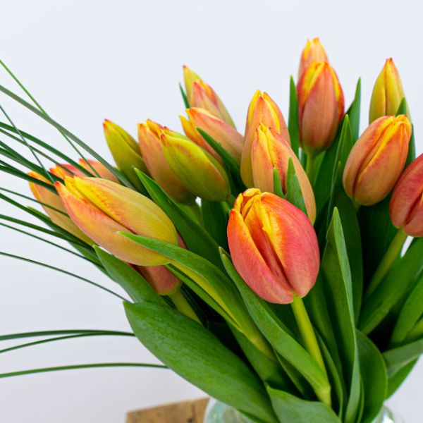 tulipanes naranja flor del mes