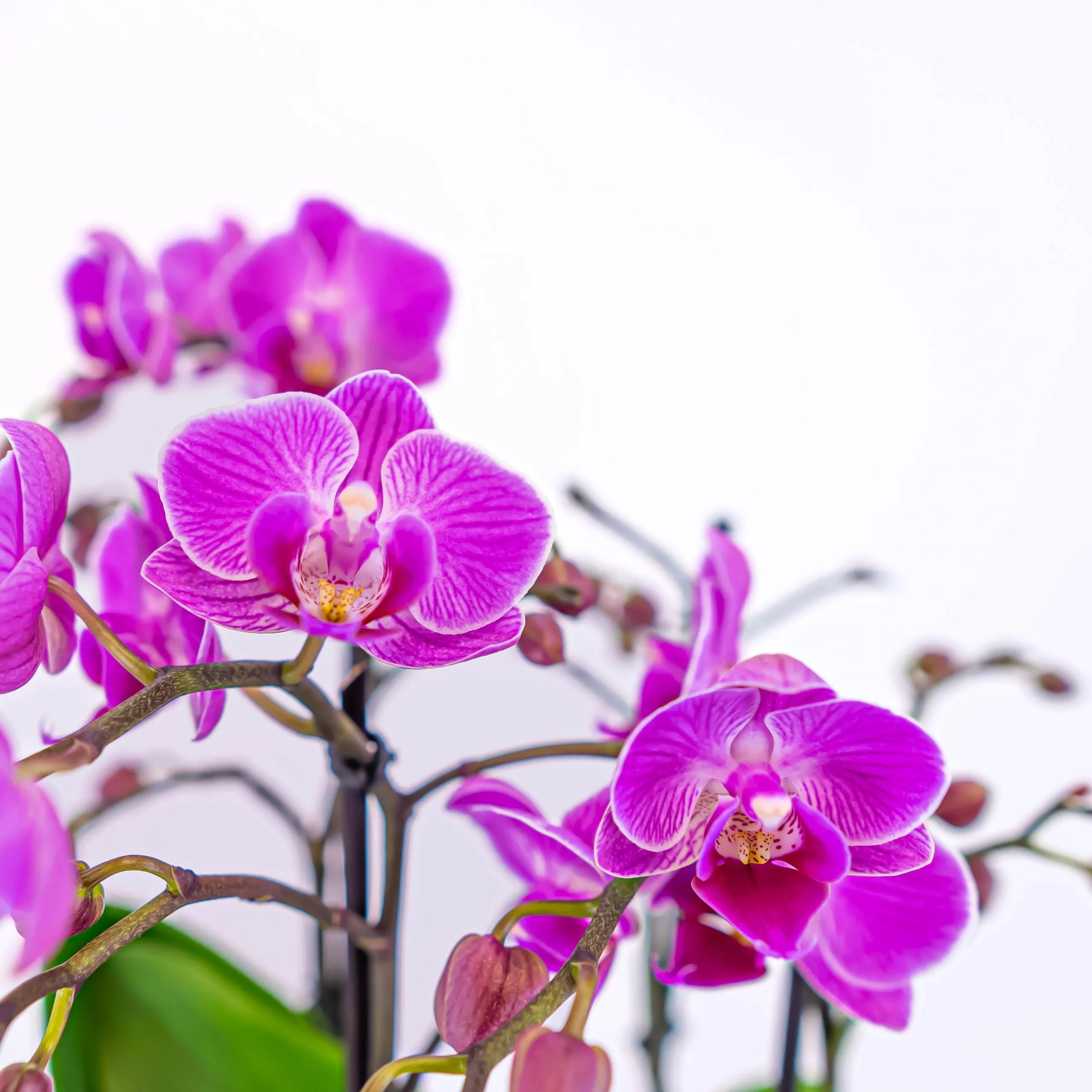 regalar flores orquideas orquideas para regalo