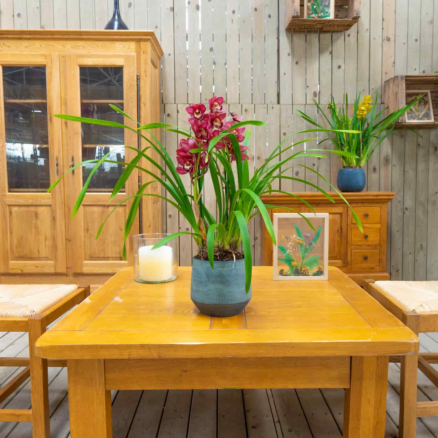 orquideas en casa con mejora de animo orquidea para la casa