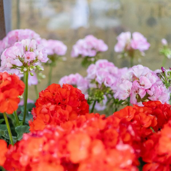 plantas para buenos beneficios de salud humana planta geranio con buenos beneficios