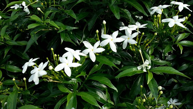 planta jazmin con fragancia jazmin blanco