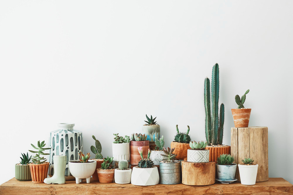 suculentas para mejorar el animo variedad de suculentas